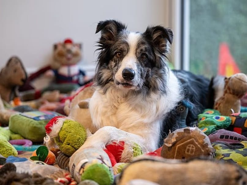 दुनिया के सबसे बुद्धिमान जानवर