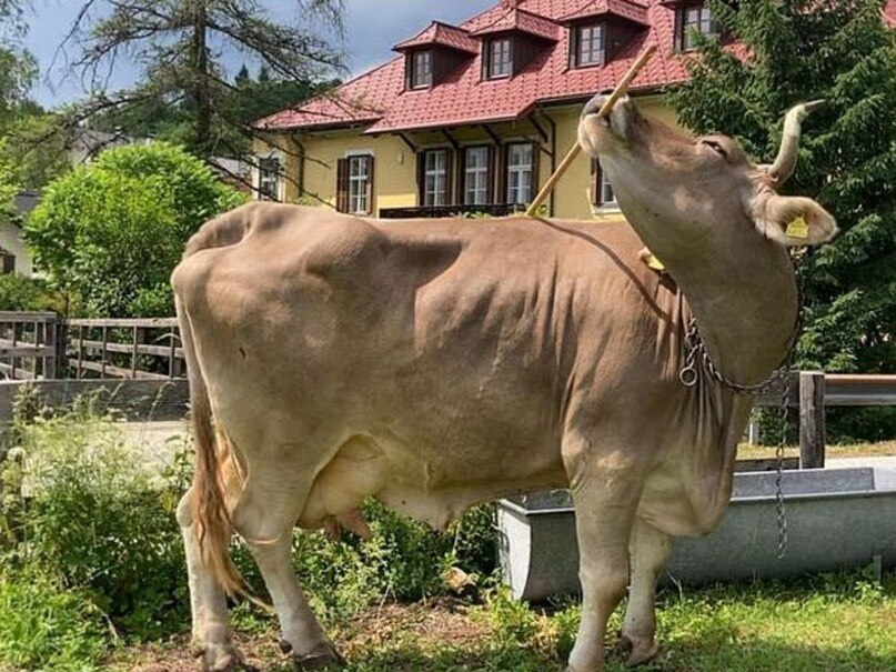 दुनिया के सबसे बुद्धिमान जानवर