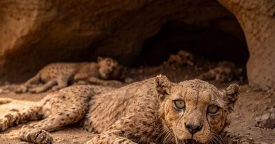 जंगल की जगह गुफाओं में रहता था चीता (इमेज- फाइल फोटो) 