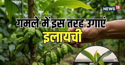 आइए जानते हैं घर पर इलायची उगाने का आसान तरीका और इसकी देखभाल के टिप्स.