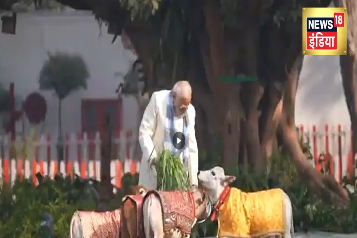 जब गौ-सेवा में रमे नजर आए PM मोदी देखें मकर संक्रांति का मनमोहक वीडियो
