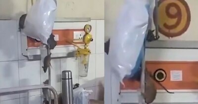 गोंडा में चूहों का आतंक