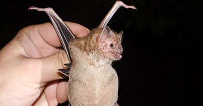 Real-Life Vampires: 5 Creatures That Drink Blood Instead of Water