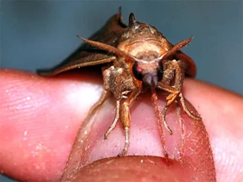 वास्तविक जीवन का पिशाच