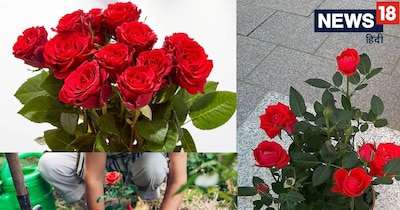 Gardener's Secret: Yellow Spice for Valentine's Day Rose Blooms