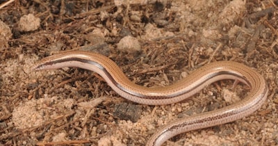 वैज्ञानिक भी इस छिपकली को देखकर हैरान हैं. (फोटो: australianwildlife.org)