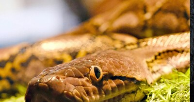 सर्दी के मौसम में सांप कहां चला जाता है. 