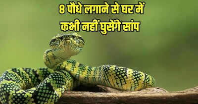 इन पौधों को घर के आसपास लगाने से सांप नहीं आएंगे. 