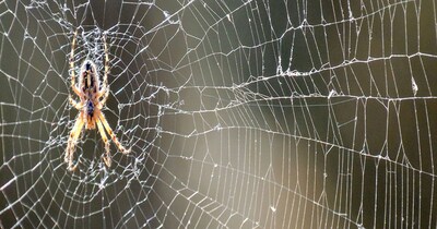 दुनिया के सबसे फाइन सिल्क में शामिल है स्पाइडर सिल्क (इमेज- फाइल फोटो) 