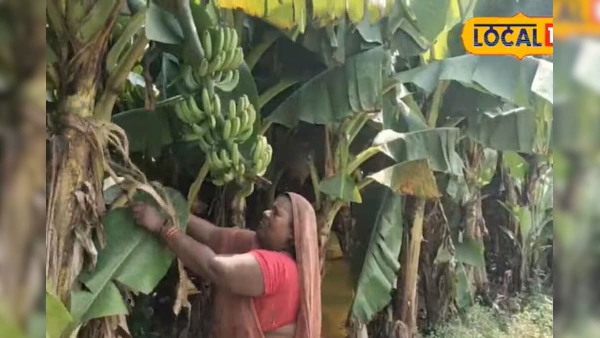 मलाल को बनाया मिसाल! मिलिए बेगूसराय की 'बनाना लेडी' मीना देवी से, केला बागवानी से बनीं 'लखपति'