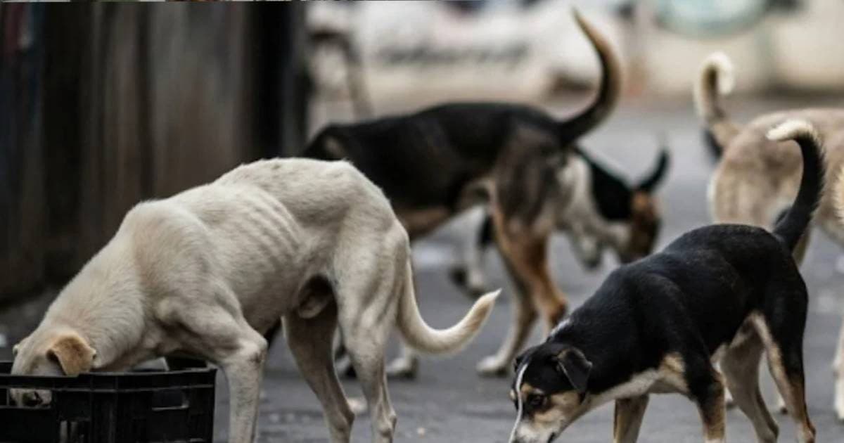 बेजुबानों का कत्लेआम: हैदराबाद में 100 कुत्तों को जहर देकर मारा, सरपंच पर केस