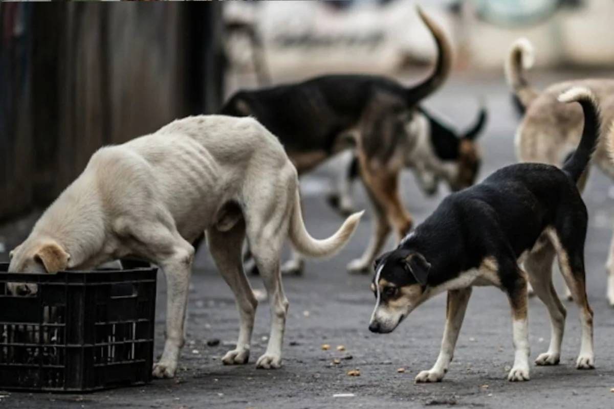बेजुबानों का कत्लेआम: हैदराबाद में 100 कुत्तों को जहर देकर मारा सरपंच पर केस