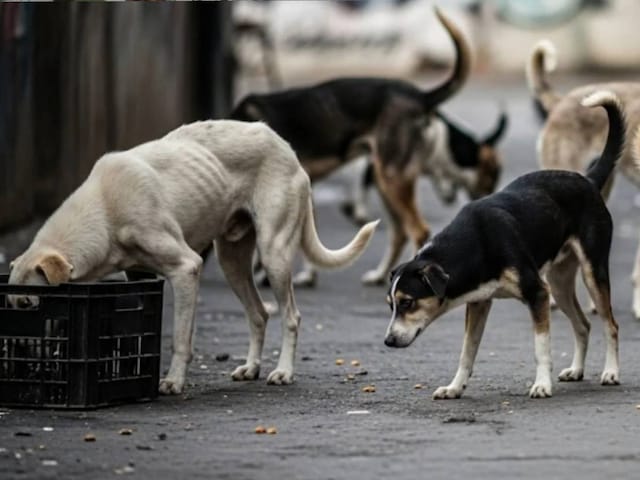  हैदराबाद में 100 कुत्तों को जहर देकर मारा, सरपंच पर केस