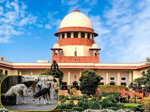 आवारा कुत्तों पर सुप्रीम कोर्ट में आज भी सुनवाई. (फाइल)