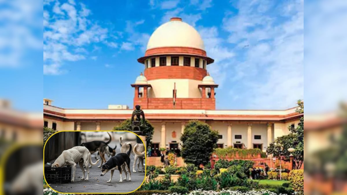 Stray Dogs Case LIVE: जेठमलानी बोले- आज सुनवाई टाल दें जज साहब, सुप्रीम कोर्ट बोला- बिल्कुल नहीं और फिर...