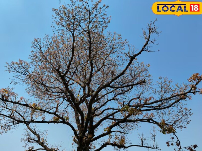 mahua dubhri mahua dubhri