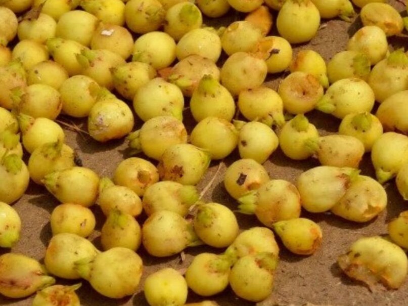 mahua dubhri mahua dubhri