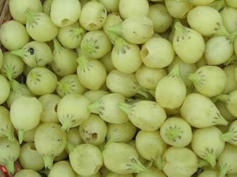 mahua dubhri mahua dubhri