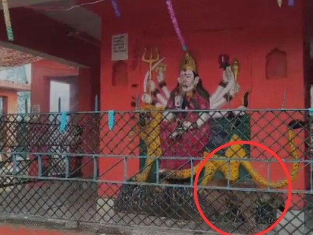 54 घंटे से कुत्ता कर रहा परिक्रमा, पहले हनुमान जी का तो अब मां दुर्गा का