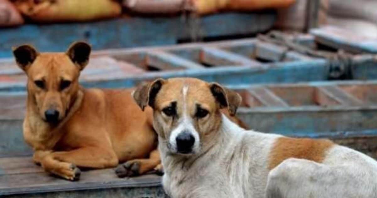 वोट के लिए हैवानियत! तेलंगाना में 500 कुत्तों को सरपंचों ने जहर देकर मार डाला, करतूत से कांपा पूरा राज्य