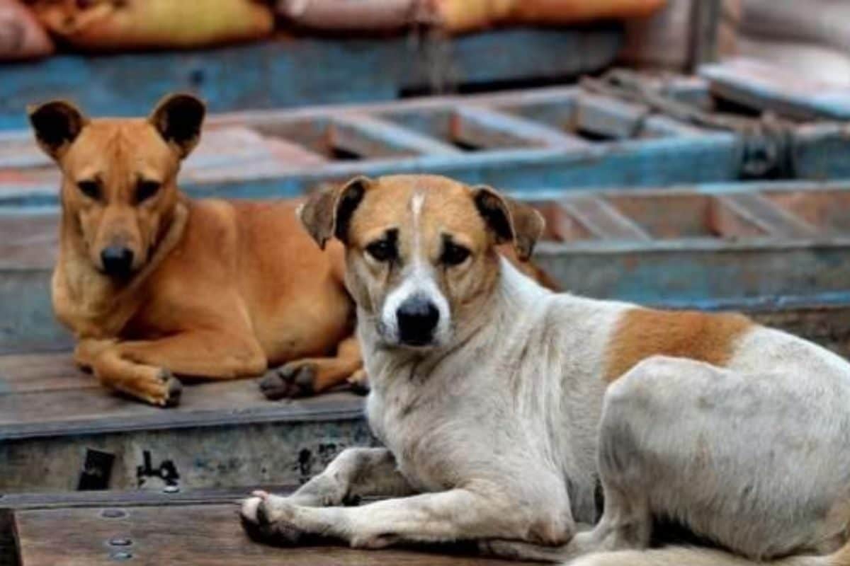 वोट के लिए हैवानियत! तेलंगाना में 500 कुत्तों को सरपंचों ने जहर देकर मार डाला करतूत से कांपा पूरा राज्य