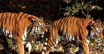 ट्रेनिंग के बाद जंगल में जाकर कई फैक्टर्स पर काम करती है टीम (इमेज- फाइल फोटो)