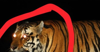 सीधी जिले स्थित संजय टाइगर रिजर्व में हाथी और टाइगर्स ने कैमरों को निशाना बनाया है. 