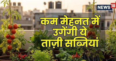 छ ऐसी सब्जियां हैं जिन्हें गमले में उगाना बेहद आसान है और बहुत कम देखभाल में ये अच्छी पैदावार देती हैं.