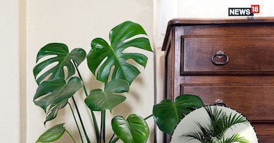 इस वीकेंड नर्सरी जाएं और इन 5 पौधों के साथ अपने घर का मेकओवर करें.