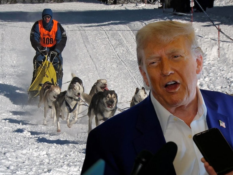 dog sled