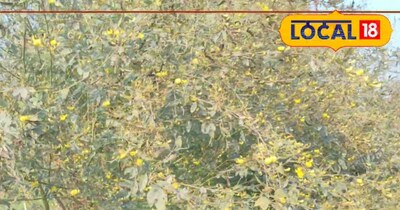 अरहर की खेती