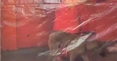 हनुमान जी की मूर्ती के चक्कर लगाता कुत्ता. 