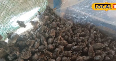 From ₹20 Chick to ₹50 Lakh Empire: Bihar Son's Quail Farming Success Story