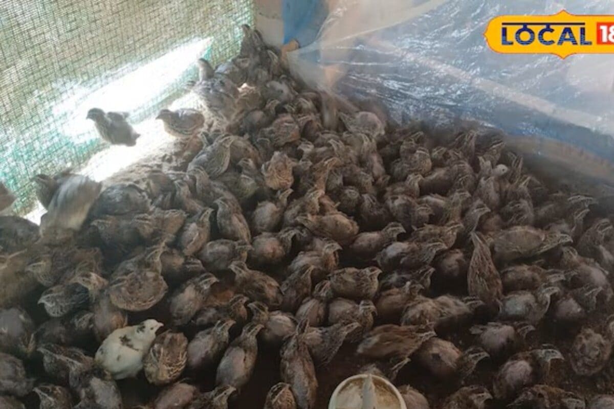 Video: मात्र ₹20 के 'चूजे' ने बदल दी किस्मत! पिता की मर्जी के खिलाफ जाकर बेटे ने खड़ा किया ₹50 लाख का साम्राज्य