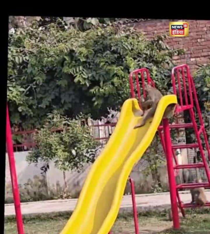 VIDEO: चलो झूला झलें! बचपन का मजा तो बंदरों से सीखो… मस्ती देख हंसी नहीं रुकेगी 