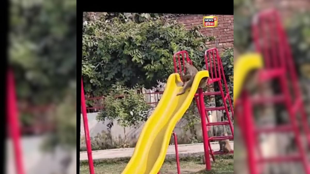 VIDEO: चलो झूला झलें! बचपन का मजा तो बंदरों से सीखो… मस्ती देख हंसी नहीं रुकेगी