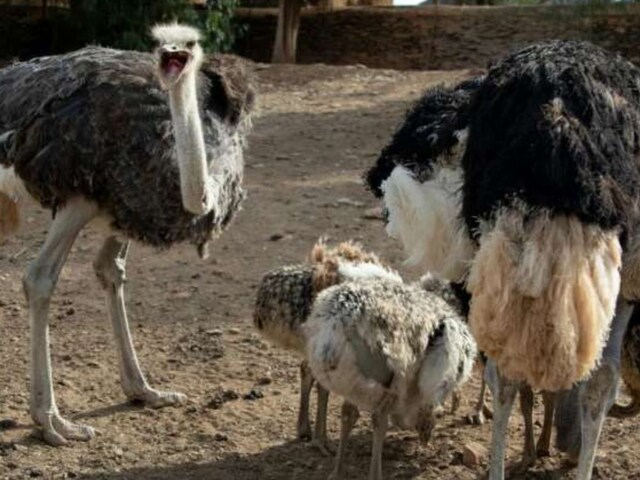 क्या आपने कभी सोचा है कि शुतुरमुर्ग के अंडे से कितने ऑमलेट बनाए जा सकते हैं? मेरा मन भटक जाता है