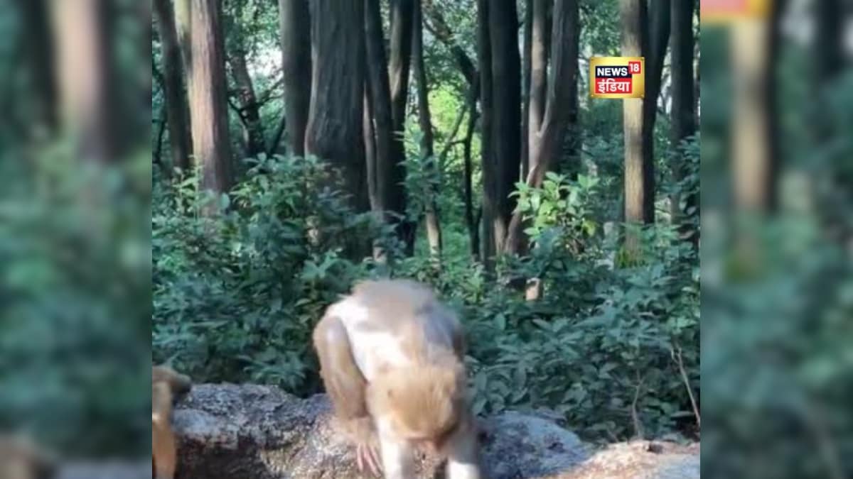 Viral Video: खेल-खेल कर हो गया था गंदा... बंदरिया मम्मा ने कपड़े की तरह बेटे को धो डाला