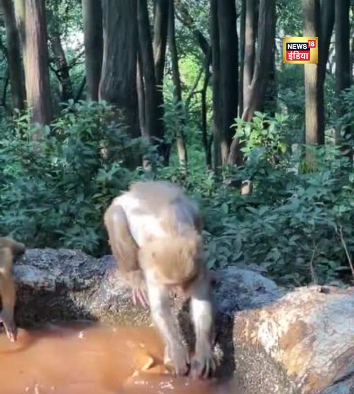 Viral Video: खेल-खेल कर हो गया था गंदा बंदरिया मम्मा ने कपड़े की तरह बेटे को धो डाला