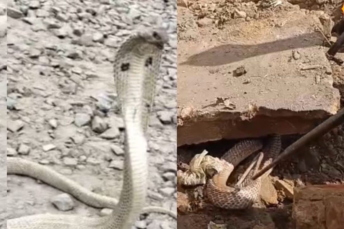 घर के पास 4 दिन से घूम रहा था Cobra, रेस्क्यू के दौरान दीवार तोड़ी.. तो दिखा रूह कंपकपा देने वाला नजारा