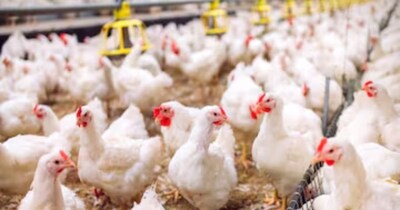 बर्ड फ्लू की पुष्टि के बाद ओमान ने केरल से आने वाले मुर्गी, मांस और अंडों पर लगाया बैन. (सांकेतिक फोटो)