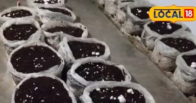 मशरूम की खेती