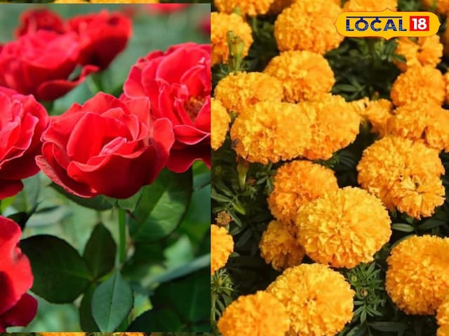 कम लागत में ज्यादा कमाई, गुलाब और गेंदे के फूलों ने बदली किसानों की तस्वीर