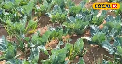 उसमें प्याज, लहसुन व अदरक साथ में उगा सकते हैं. यह पांच छोटी-छोटी चीज यूं ही हो जाएंगी. इसके लिए आपको कोई अलग से स्पेस की जरूरत नहीं पड़ती है. यहां धनिया पत्ता और लहसुन की ऐसी चीज है, जो अगर आप कहीं रोप देते हैं तो यह प्राकृतिक कीटनाशक का काम करती है. 