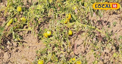 उन्होंने बताया कि आजकल खेती आम बात हो गई है. हालांकि खेती में मौसम की मार की वजह से किसानों का काफी नुकसान होता है. हालांकि उन्होंने कभी हार नहीं माना. वह कठिन से कठिन परिस्थितियों में भी लगातार खेती करते हैं. इस खेती से उनकी अच्छी कमाई भी हो जाती है. आज वह दूसरे शहर न जाकर अपने घर में ही रहकर अच्छी कमाई कर ले रहे हैं.