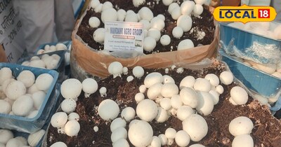 मशरूम की खेती