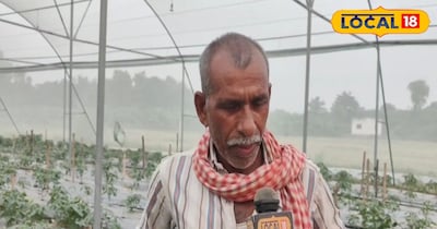 वे पूरी तरह जैविक विधि से शिमला मिर्च का उत्पादन करते हैं, जिससे फसल की गुणवत्ता काफी बेहतर होती है और उत्पादन भी अच्छा मिलता है. अमित सिंह सिर्फ शिमला मिर्च तक ही सीमित नहीं हैं, बल्कि वे विभिन्न प्रकार की हरी सब्जियों की खेती भी कर रहे हैं. इसके अलावा उन्होंने केले की बागवानी भी शुरू की है. उनकी खेती आज अन्य किसानों के लिए प्रेरणा बन चुकी है.