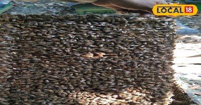 छह फ्लेवर का शहद तैयार करते है सीतामढ़ी के किसान