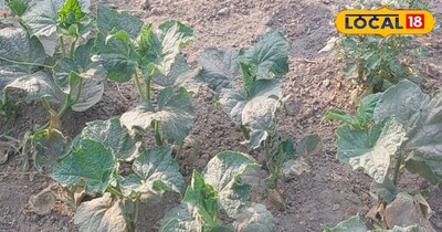 ऐसे में अगर किसान अभी छत पर इसके बीज को लगा दें. 15 दिन में ये खीरे का पौधा तैयार हो जाएगा. तब तक आपका खेत भी तैयार होना शुरू हो जाएगा. खेत में नमी लाने के लिए पहले खेत को पटवन कर दें. उसके बाद आप पौधे को खेत मे लगा दें. इससे पौधा जल्दी ग्रोथ करना शुरू कर देगा.