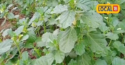 गोखरू तीनों दोषों को संतुलित करने में मददगार है.